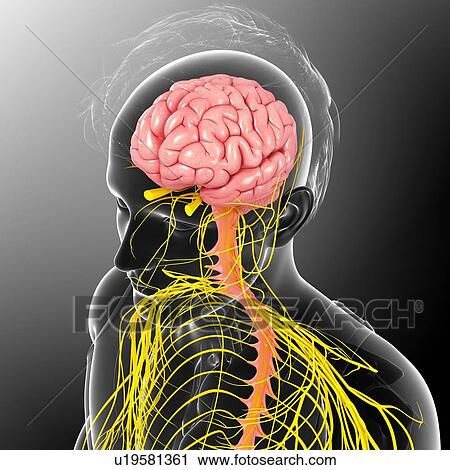 Stock Image - Human brain and spinal cord, illustration. Fotosearch