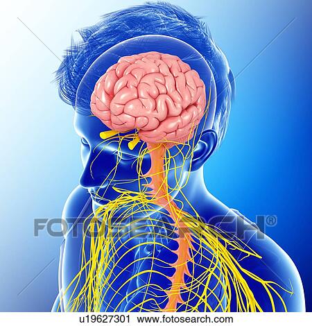 Human brain and spinal cord, illustration View Large Photo Image Stock Image - Human brain and spinal cord, illustration. Fotosearch