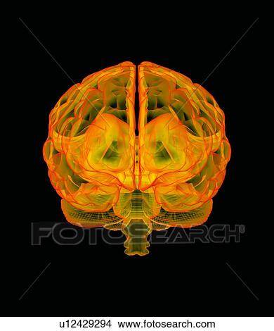 Picture - Human brain, artwork. Fotosearch