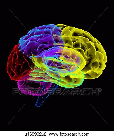 Human brain, artwork View Large Photo Image Stock Image - Human brain, artwork. Fotosearch