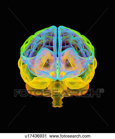 Stock Image - Human brain, artwork. Fotosearch
