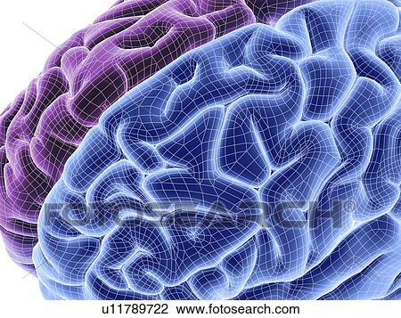 Human brain, computer artwork View Large Photo Image Stock Image - Human brain, computer artwork. Fotosearch