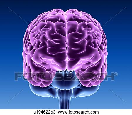 Human brain, computer artwork View Large Photo Image Stock Image - Human brain, computer artwork. Fotosearch