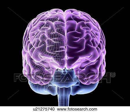 Stock Image - Human brain, computer artwork. Fotosearch