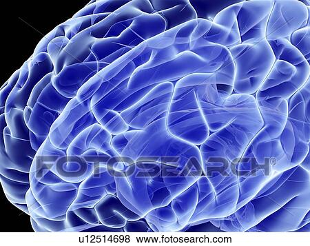 Stock Photo - Human brain, computer artwork. Fotosearch