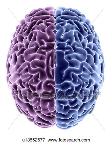 Stock Photo - Human brain, computer artwork. Fotosearch