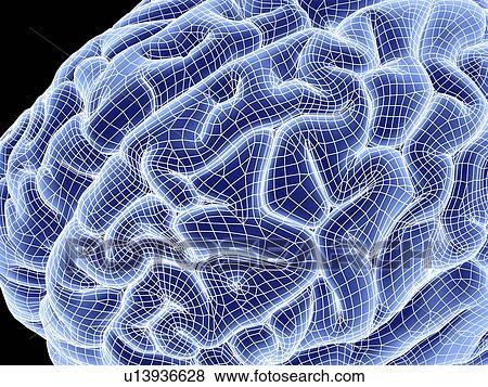 Stock Photo - Human brain, computer artwork. Fotosearch