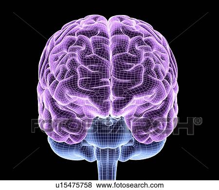 Stock Photo - Human brain, computer artwork. Fotosearch