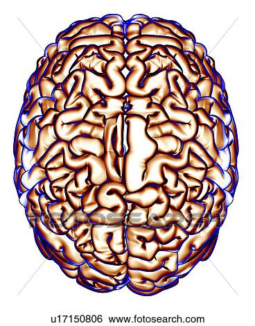 Stock Photograph - Human brain, computer artwork. Fotosearch