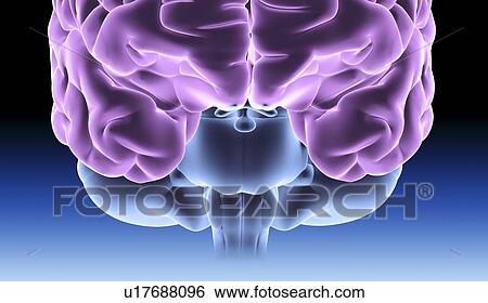 Human brain, computer artwork View Large Photo Image Stock Photograph - Human brain, computer artwork. Fotosearch