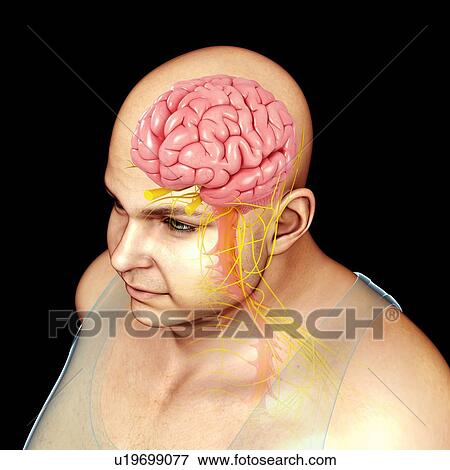 Human brain, illustration View Large Photo Image Stock Photo - Human brain, illustration. Fotosearch