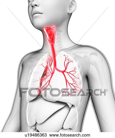 Stock Image - Human bronchi, illustration. Fotosearch