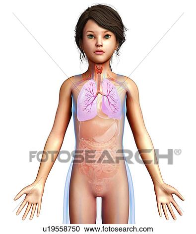 Stock Image - Human bronchi, illustration. Fotosearch