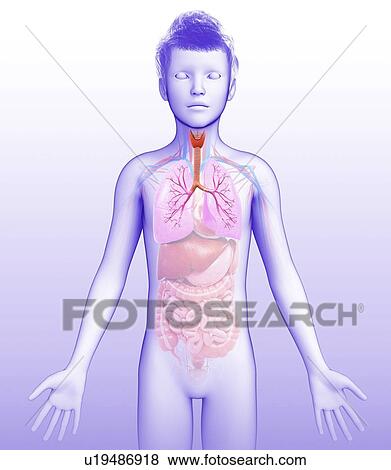 Human bronchi, illustration View Large Photo Image Stock Photo - Human bronchi, illustration. Fotosearch