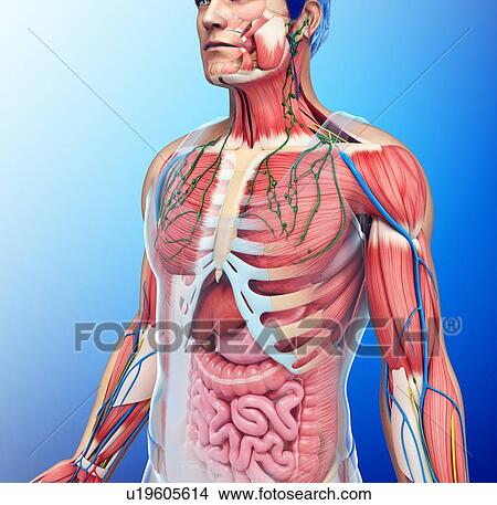Picture - Human chest anatomy, illustration. Fotosearch