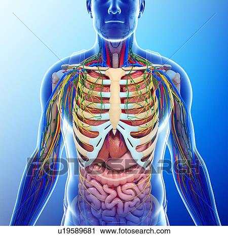 Stock Image - Human chest anatomy, illustration. Fotosearch