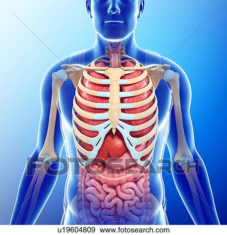 Human chest anatomy, illustration View Large Photo Image Stock Photo - Human chest anatomy, illustration. Fotosearch
