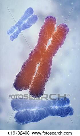 Human chromosomes, illustration View Large Photo Image Stock Photo - Human chromosomes, illustration. Fotosearch