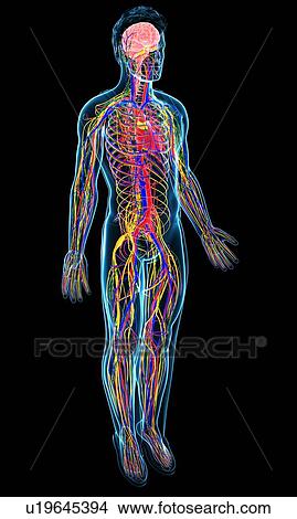 Human circulatory system, illustration View Large Photo Image Picture - Human circulatory system, illustration. Fotosearch