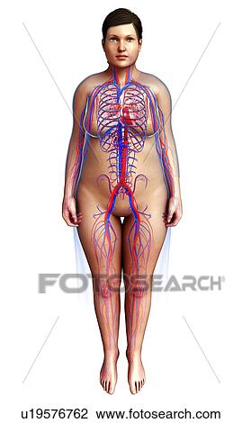 Human circulatory system, illustration View Large Photo Image Stock Image - Human circulatory system, illustration. Fotosearch