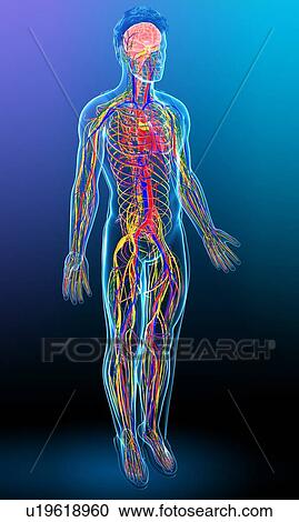 Human circulatory system, illustration View Large Photo Image Stock Image - Human circulatory system, illustration. Fotosearch