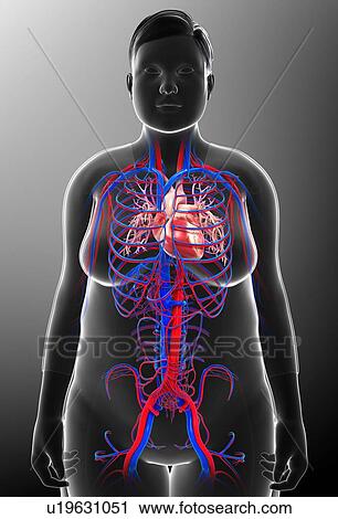 Human circulatory system, illustration View Large Photo Image Stock Image - Human circulatory system, illustration. Fotosearch