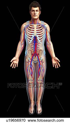 Human circulatory system, illustration View Large Photo Image Stock Image - Human circulatory system, illustration. Fotosearch