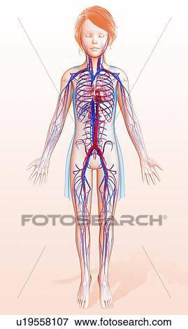 Human circulatory system, illustration View Large Photo Image Stock Photo - Human circulatory system, illustration. Fotosearch