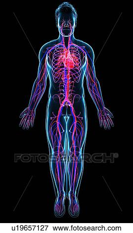 Human circulatory system, illustration View Large Photo Image Stock Photo - Human circulatory system, illustration. Fotosearch