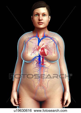 Stock Photograph - Human circulatory system, illustration. Fotosearch