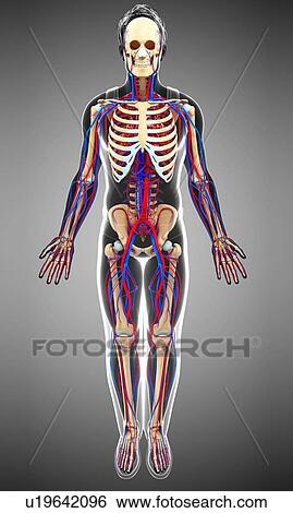 Human circulatory system, illustration View Large Photo Image Stock Photograph - Human circulatory system, illustration. Fotosearch