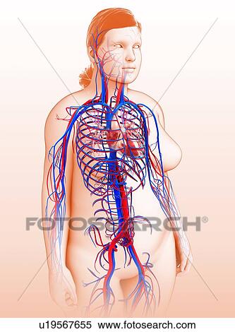 Stock Photography - Human circulatory system, illustration. Fotosearch