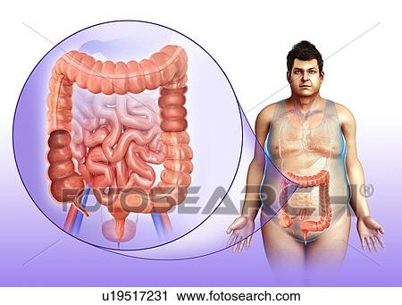 Stock Image - Human colon, illustration. Fotosearch