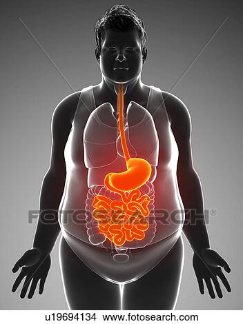 Human digestive system, illustration View Large Photo Image Picture - Human digestive system, illustration. Fotosearch