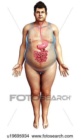 Human digestive system, illustration View Large Photo Image Picture - Human digestive system, illustration. Fotosearch