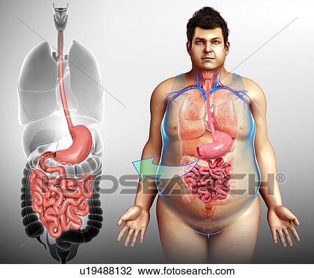 Human digestive system, illustration View Large Photo Image Stock Image - Human digestive system, illustration. Fotosearch