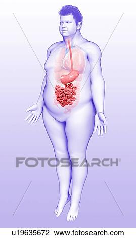 Human digestive system, illustration View Large Photo Image Stock Image - Human digestive system, illustration. Fotosearch