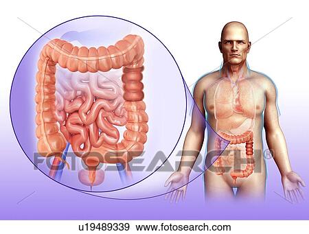 Human digestive system, illustration View Large Photo Image Stock Photo - Human digestive system, illustration. Fotosearch