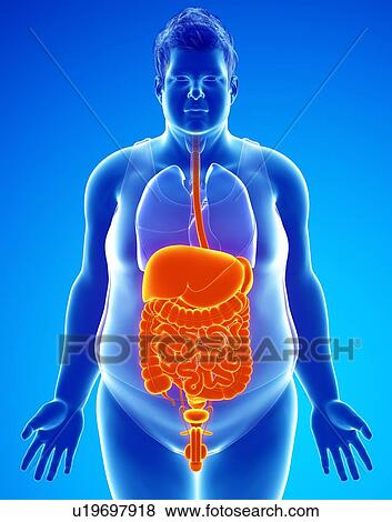 Human digestive system, illustration View Large Photo Image Stock Photo - Human digestive system, illustration. Fotosearch