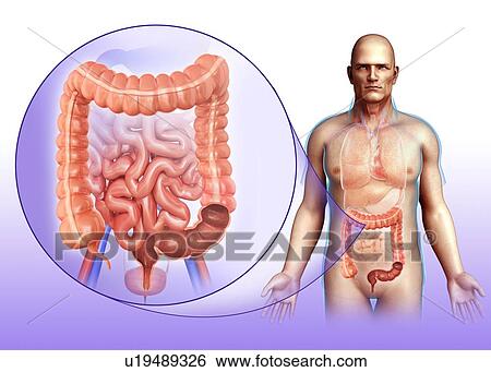 Human digestive system, illustration View Large Photo Image Stock Photograph - Human digestive system, illustration. Fotosearch