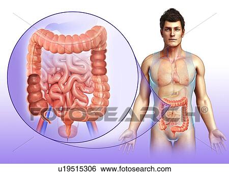 Human digestive system, illustration View Large Photo Image Stock Photograph - Human digestive system, illustration. Fotosearch