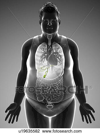 Human gall bladder, illustration View Large Photo Image Stock Image - Human gall bladder, illustration. Fotosearch