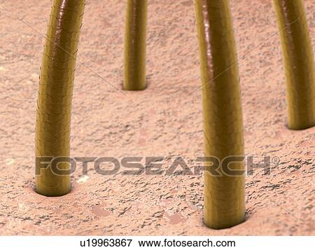 Stock Photo - Human hair, illustration. Fotosearch