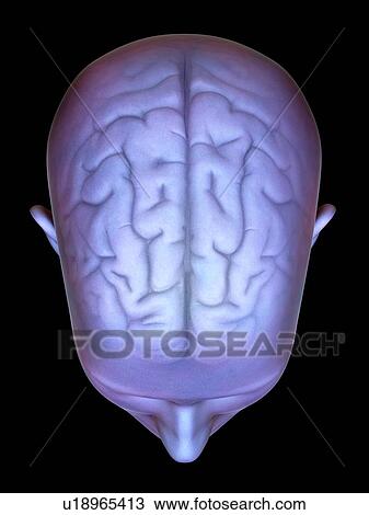 Human head with brain, artwork View Large Photo Image Stock Image - Human head with brain, artwork. Fotosearch