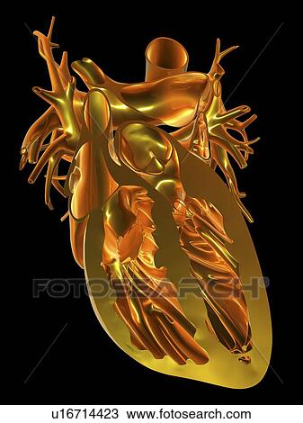 Human heart, anatomical artwork View Large Photo Image Stock Image - Human heart, anatomical artwork. Fotosearch
