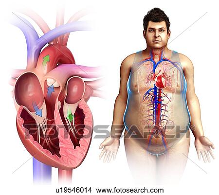 Picture - Human heart anatomy, illustration. Fotosearch