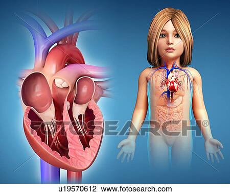 Stock Image - Human heart anatomy, illustration. Fotosearch
