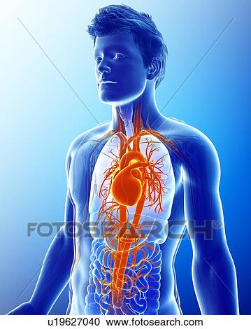 Stock Image - Human heart and arteries, illustration. Fotosearch