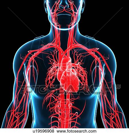 Stock Photo - Human heart and arteries, illustration. Fotosearch