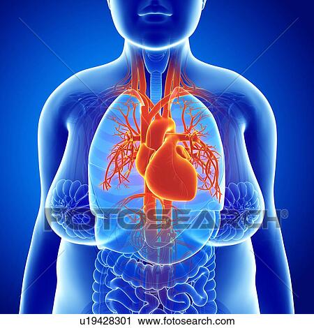Stock Image - Human heart, illustration. Fotosearch